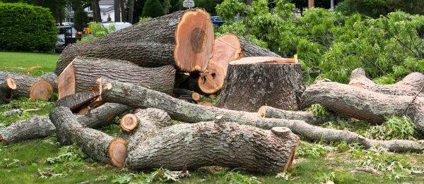 Large Tree Removal in Suwanee
