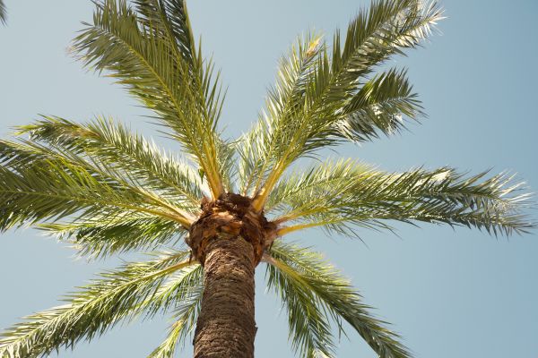 Palm Tree Removal in Suwanee