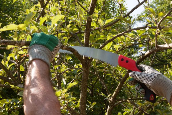 Small Tree Removal in Suwanee