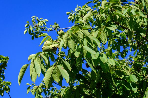 Cost of Walnut Tree Removal in Suwanee