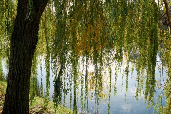 Cost of Willow Tree Removal in Suwanee