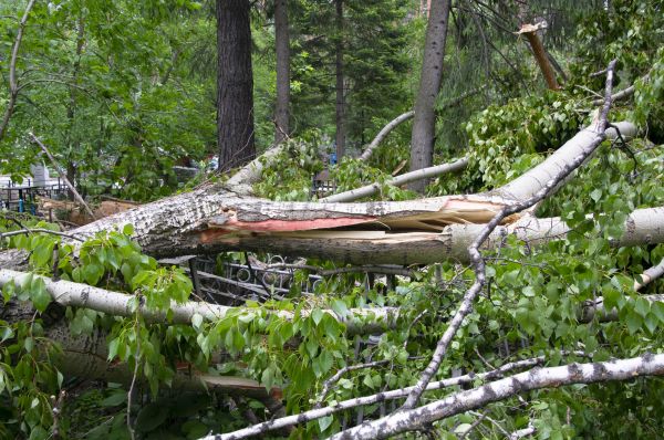 Birch Tree Removal in Suwanee