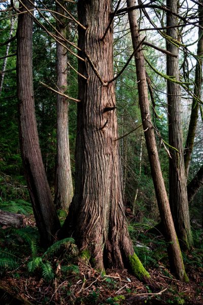 Cost of Cedar Tree Removal in Suwanee