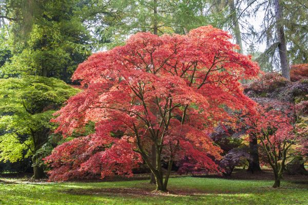 Cost of Maple Tree Removal in Suwanee