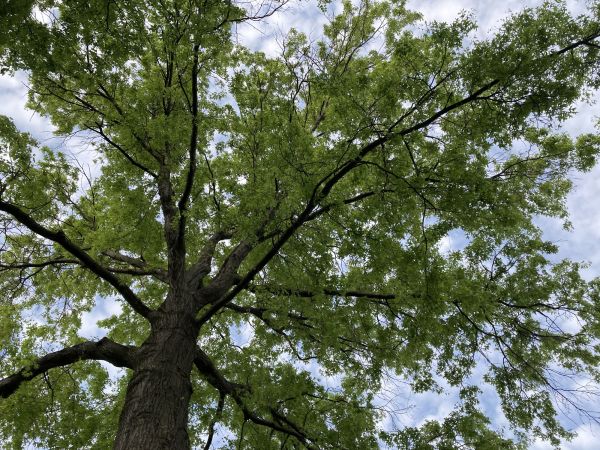 Cost of Oak Tree Removal in Suwanee