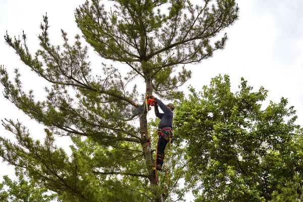 Cost of Pine Tree Removal in Suwanee