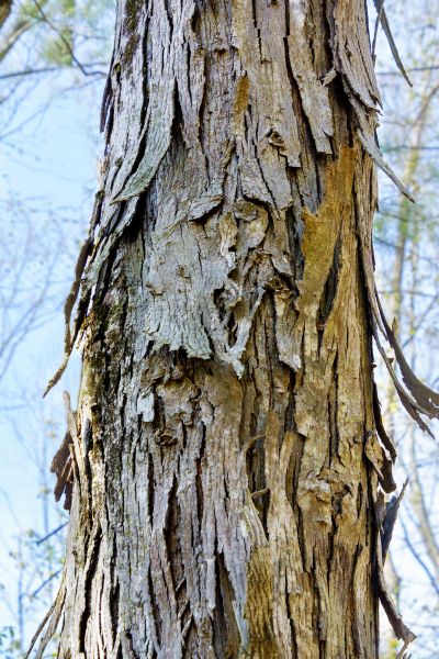 Hickory Tree Removal in Suwanee