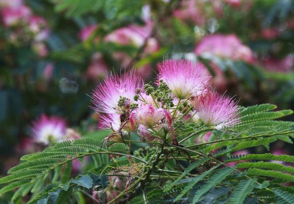 Mimosa Tree Removal in Suwanee