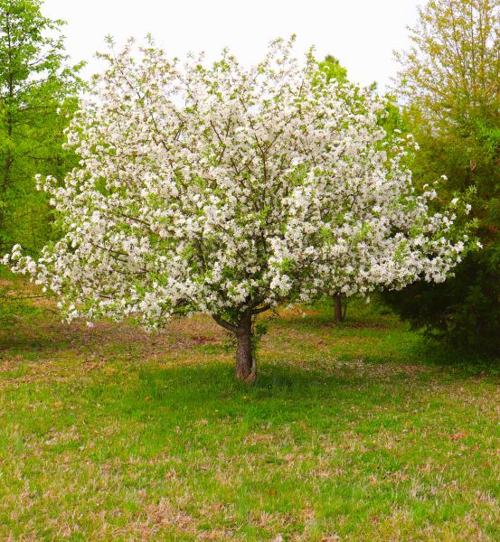 Dogwood Tree Removal in Suwanee