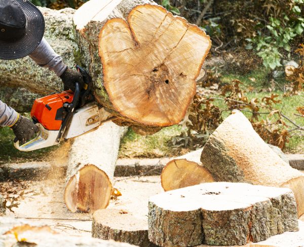 Tree Removal Service in Suwanee