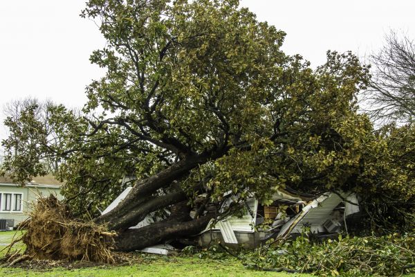 Fallen Tree Removal in Suwanee