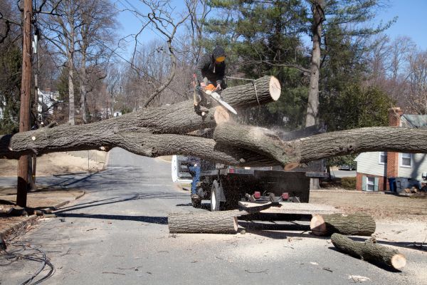 Cost of Residential Tree Removal in Suwanee