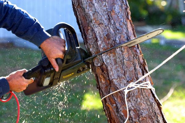 Dead Tree Removal in Suwanee