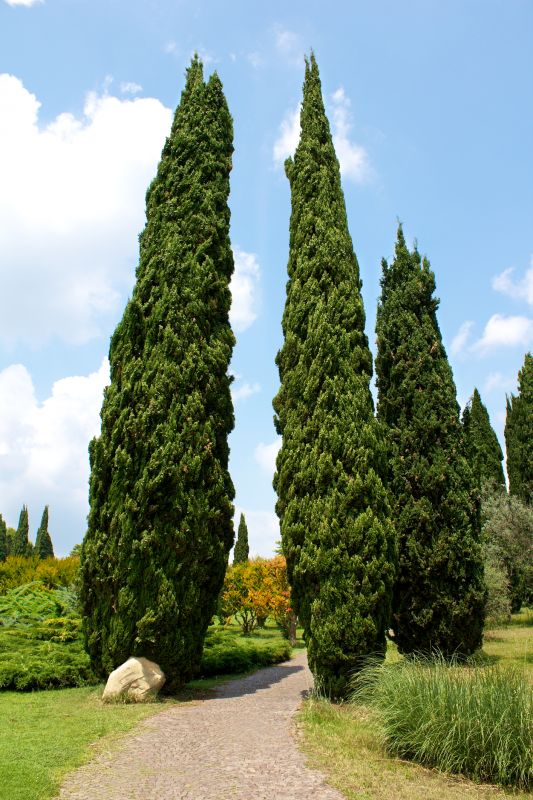 Cypress Tree Removal