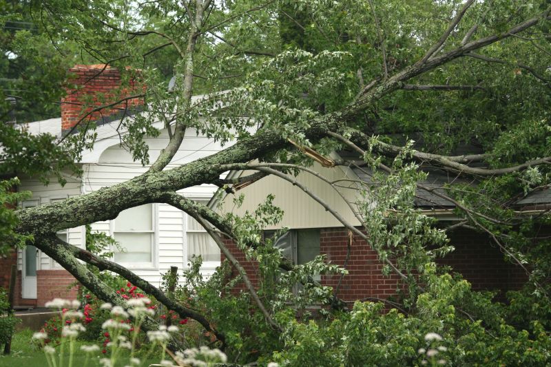 Storm Damage Tree Debris