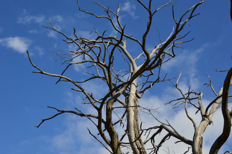 Dead Tree Removal detail