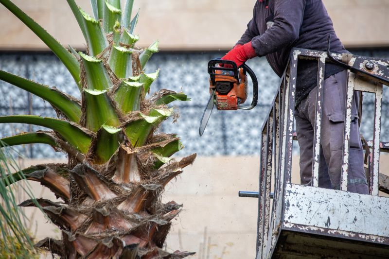 Palm Tree Removal
