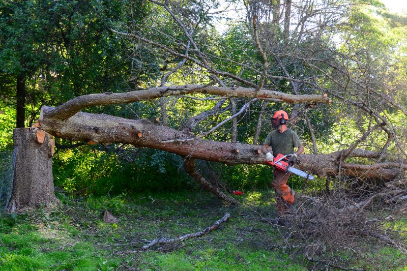 Tree Removal Service