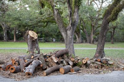 Stump Grinding Results