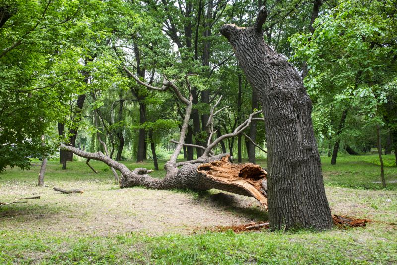 Storm Damage Tree Removal