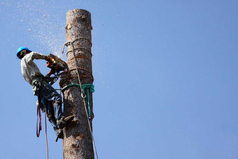Spring Tree Cutting