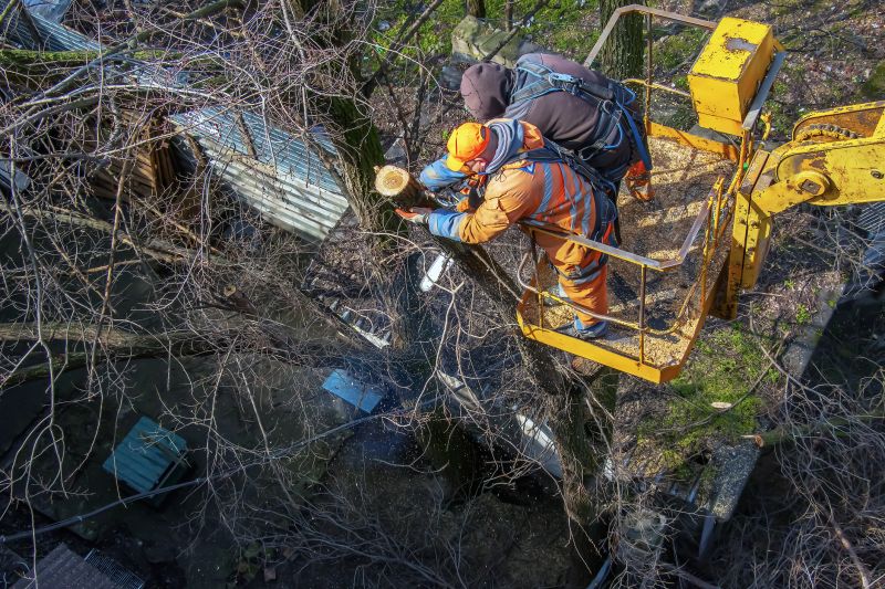 Summer Tree Service