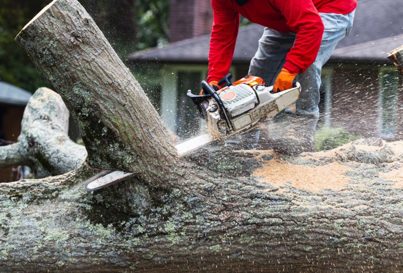Willow Tree Removal